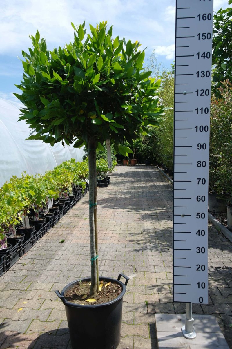 Laurus Nobilis op stam - Keukenlaurier