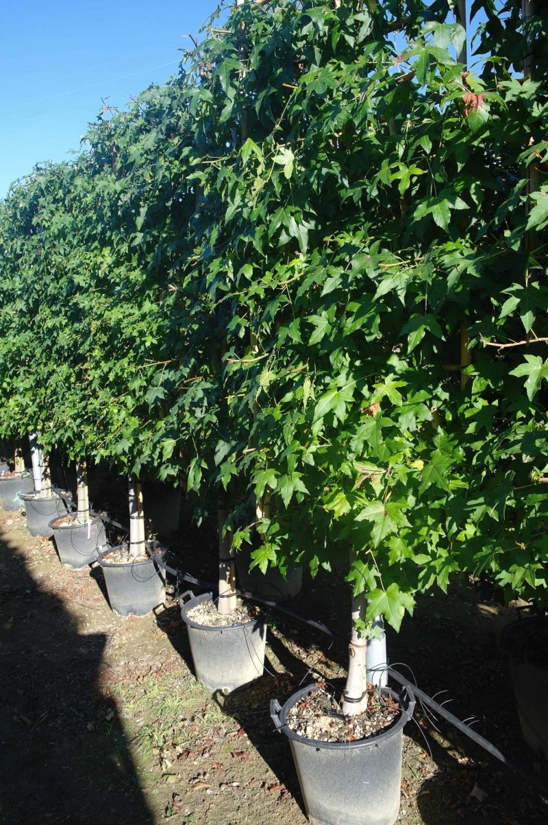 Liquidambar Styraciflua leirek (Amberboom)