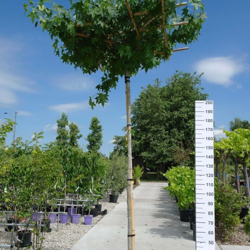 Liquidambar Styraciflua (Lei-Amberboom)