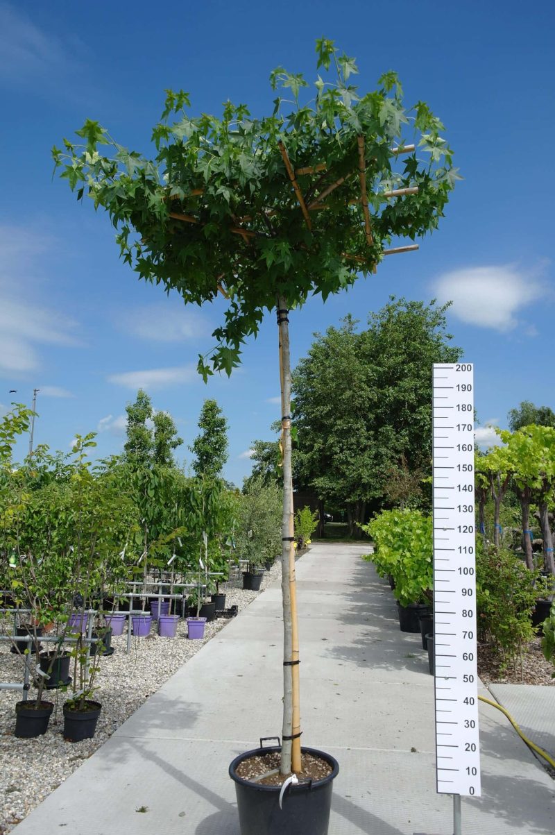 Liquidambar Styraciflua (Amberboom)