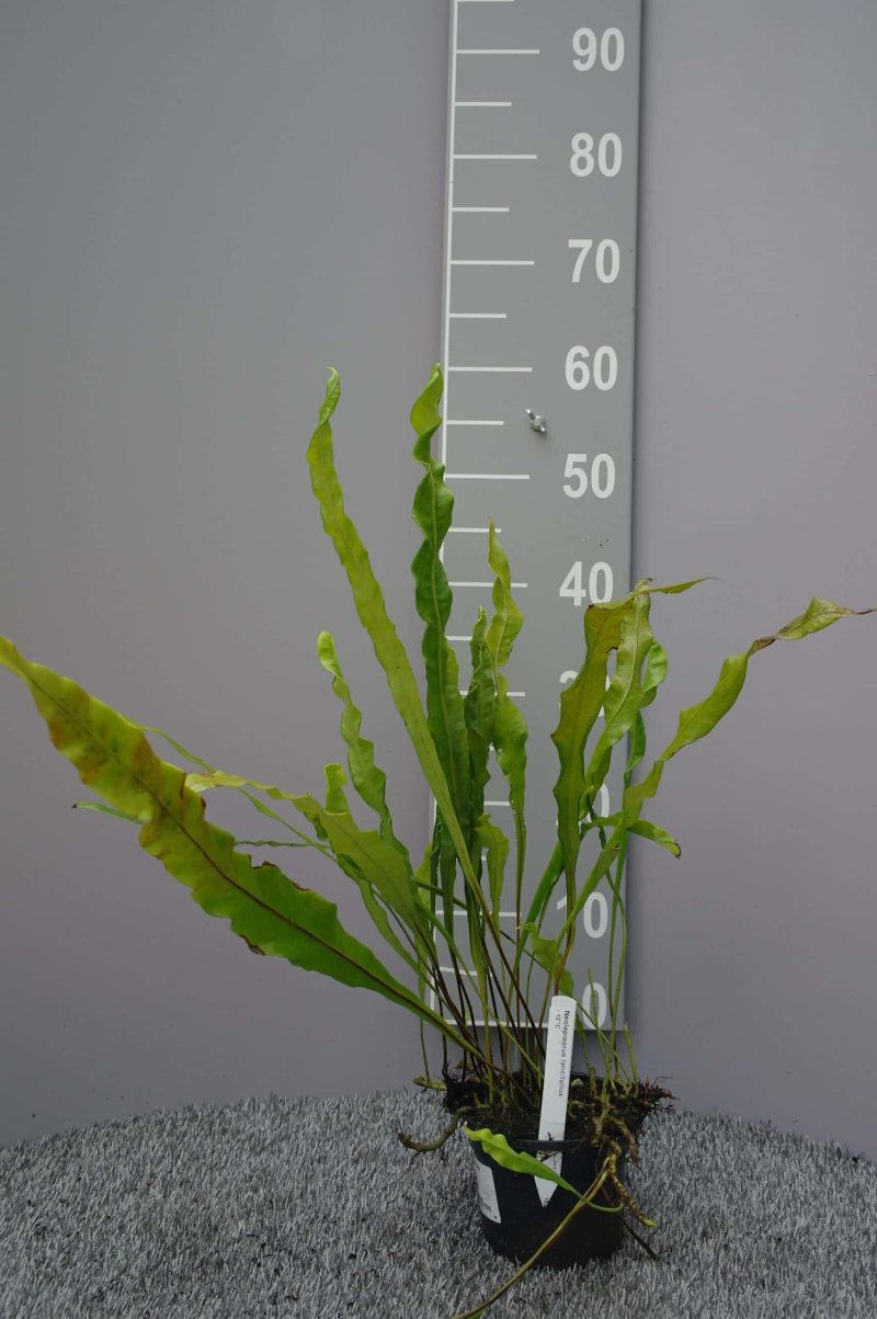 Neolepisorus Lancifolius
