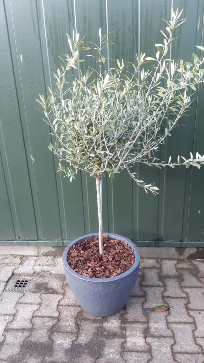 Olijfboom in pot Olea Europaea Florida in sierpot