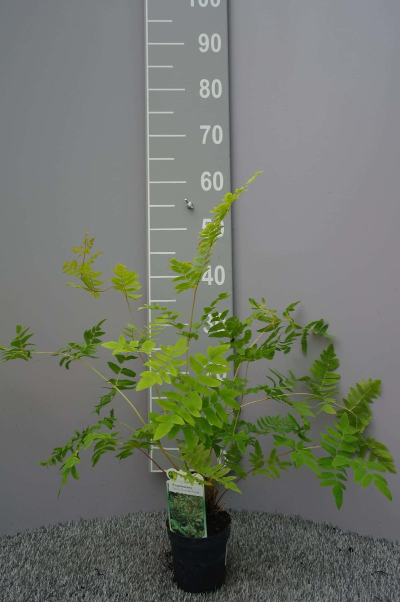 Osmunda Regalis 'Purpurascens'