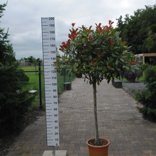 Photinia Red Robin op stam