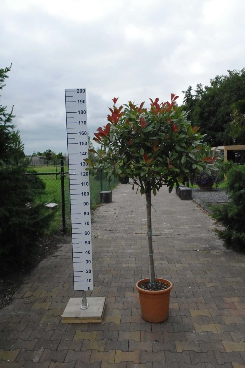 Photinia Red Robin op stam