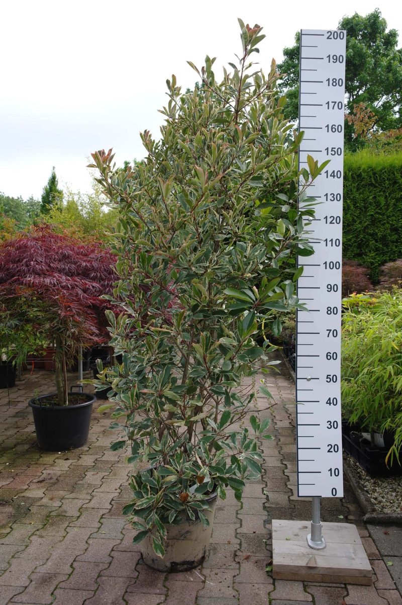 Photinia Fraseri 'Pink Marble'