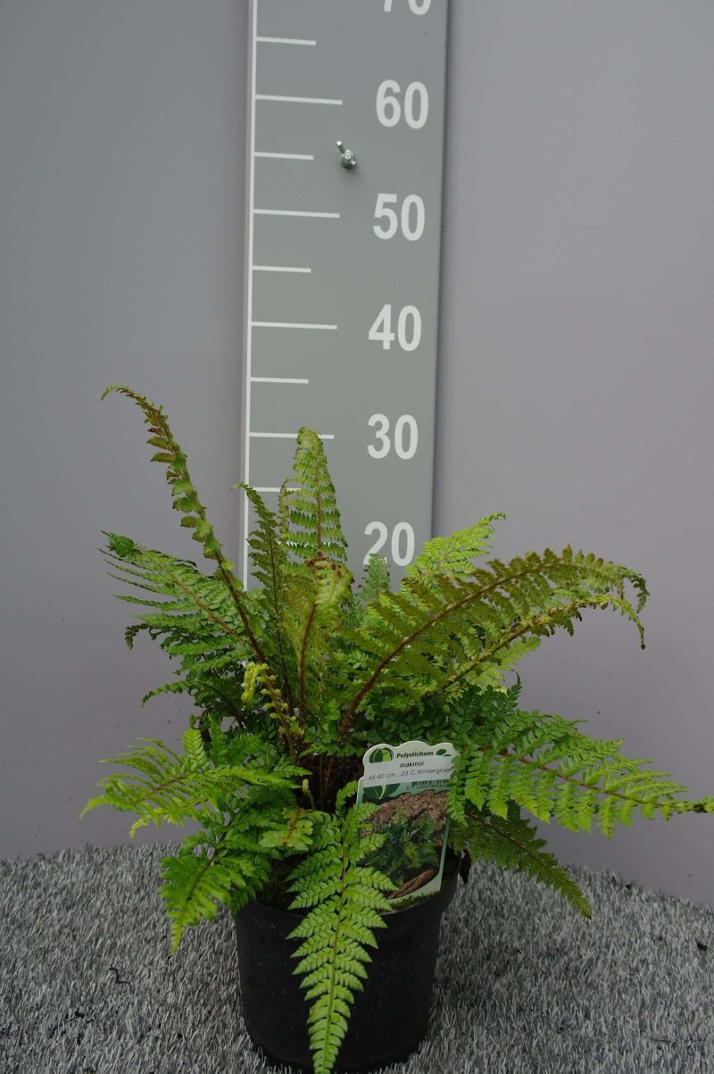 Polystichum Makinoi