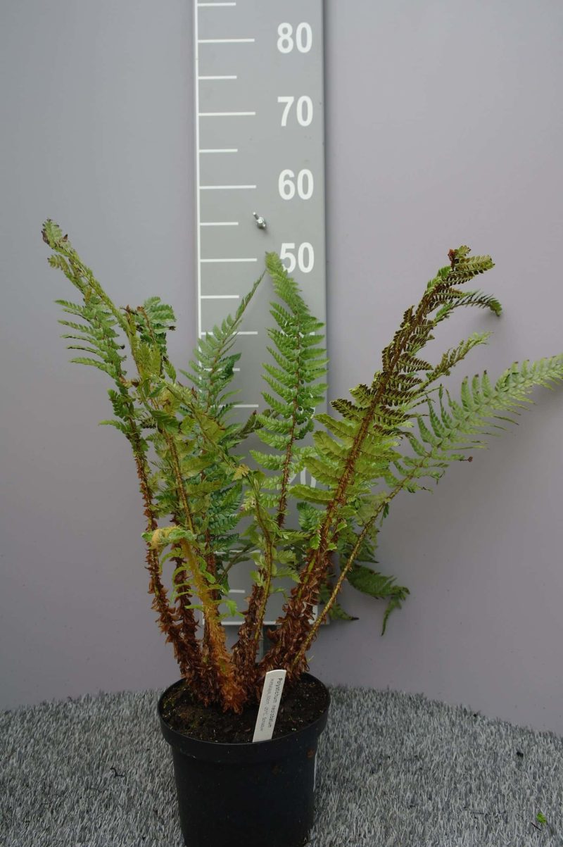 Polystichum Neolobatum