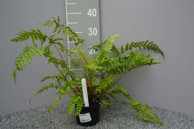 Polystichum Polyblepharum