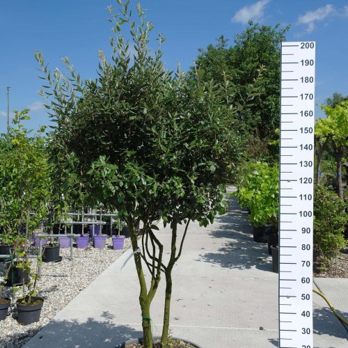 Quercus ilex multistam hoog