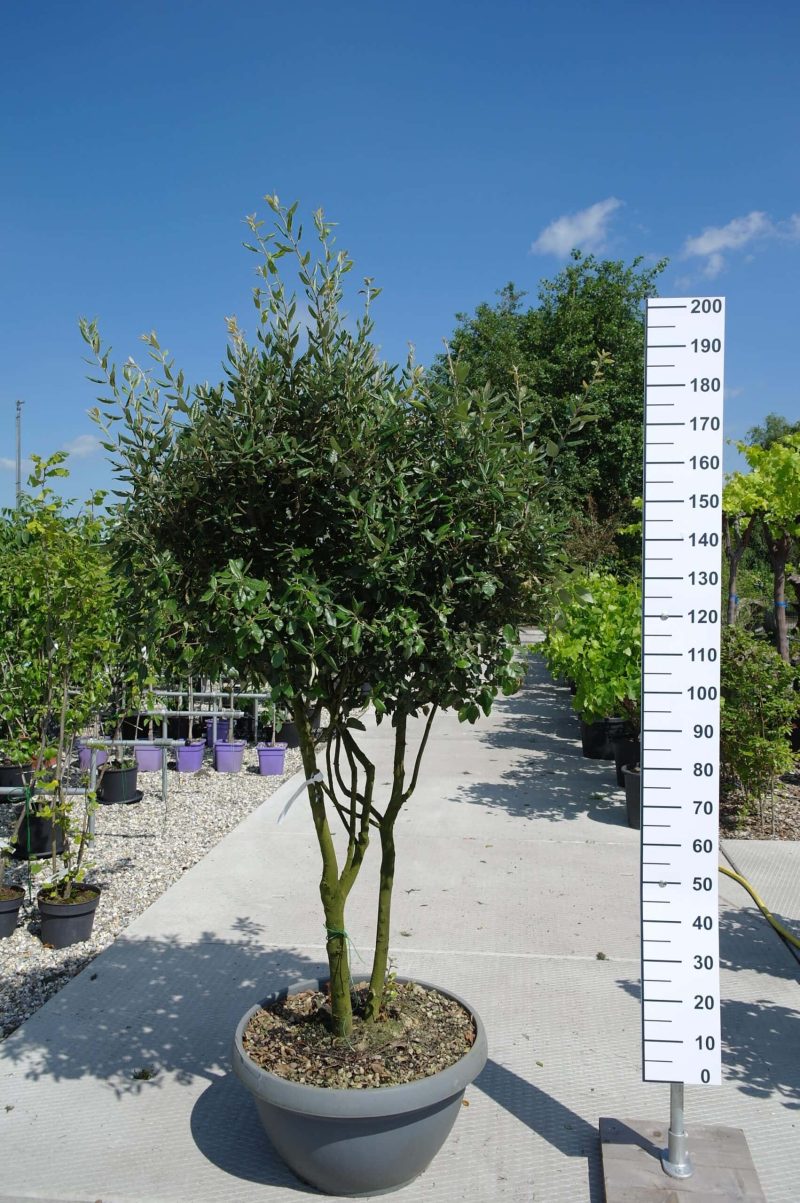 Quercus ilex multistam hoog