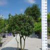 Steeneik meerstammig in bolvorm (Quercus ilex)