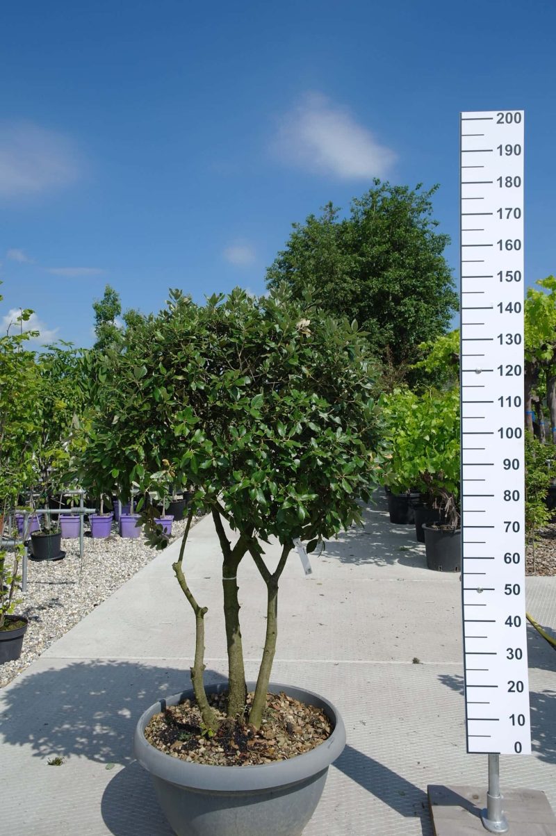 Steeneik meerstammig (Quercus ilex) laag