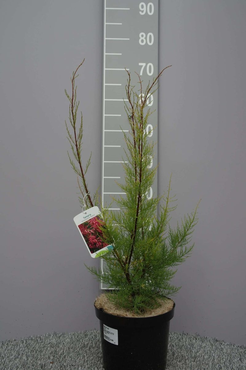 Tamarix Ramosissima 'Rubra'