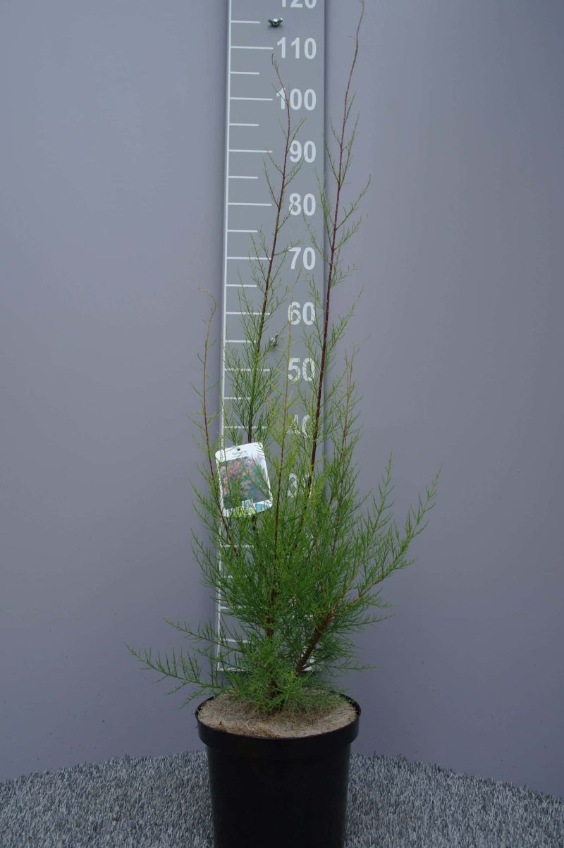 Tamarix Ramosissima