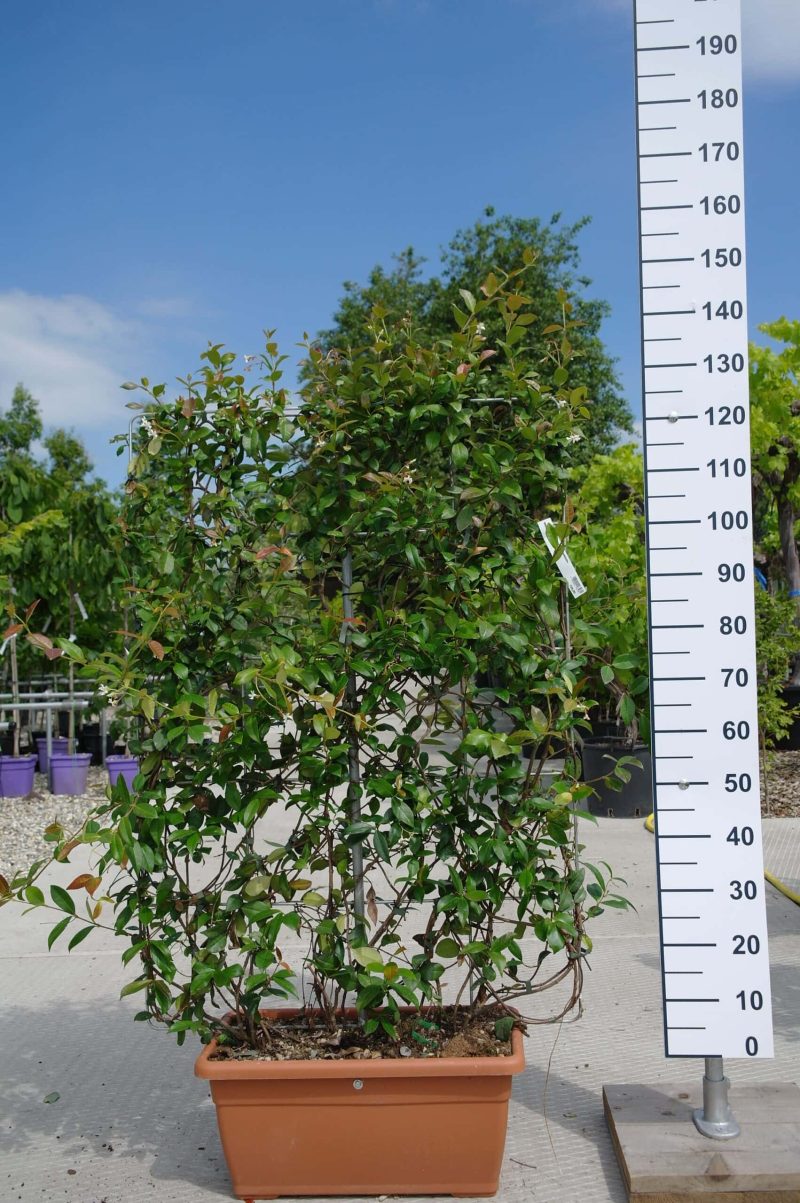 Trachelospermum Jasminoides op rek