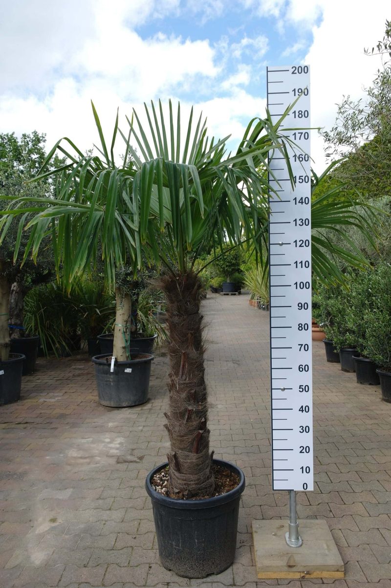Palmboom Trachycarpus Fortunei (stam 100-110 cm)