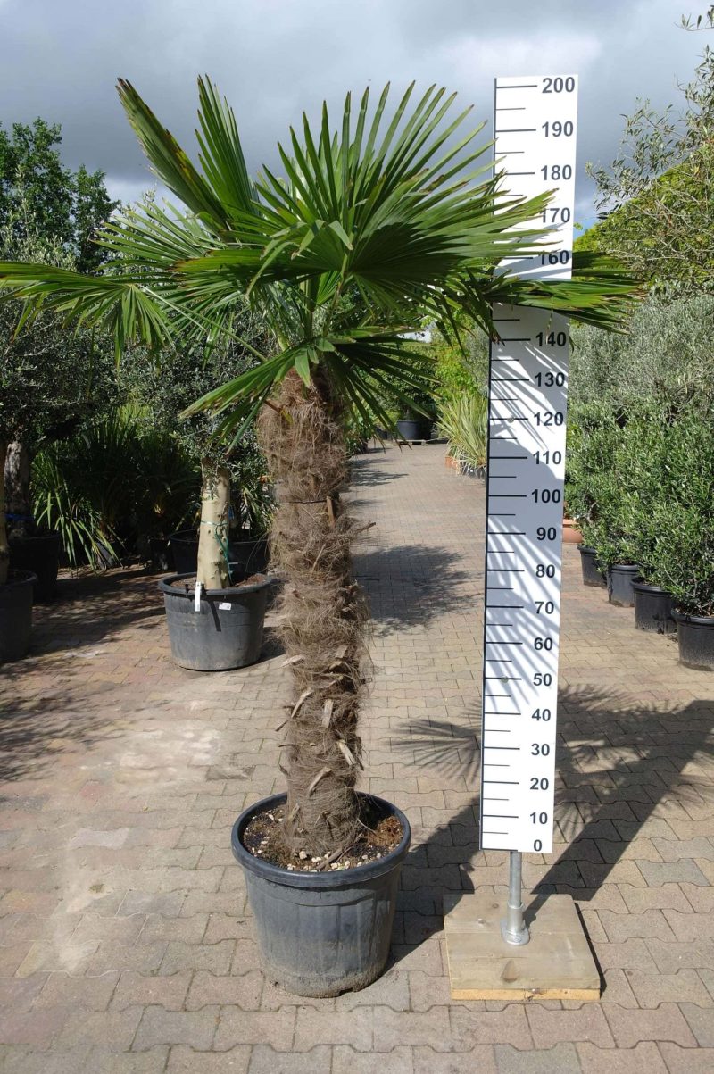 Palmboom Trachycarpus Fortunei (stam 120-130 cm)
