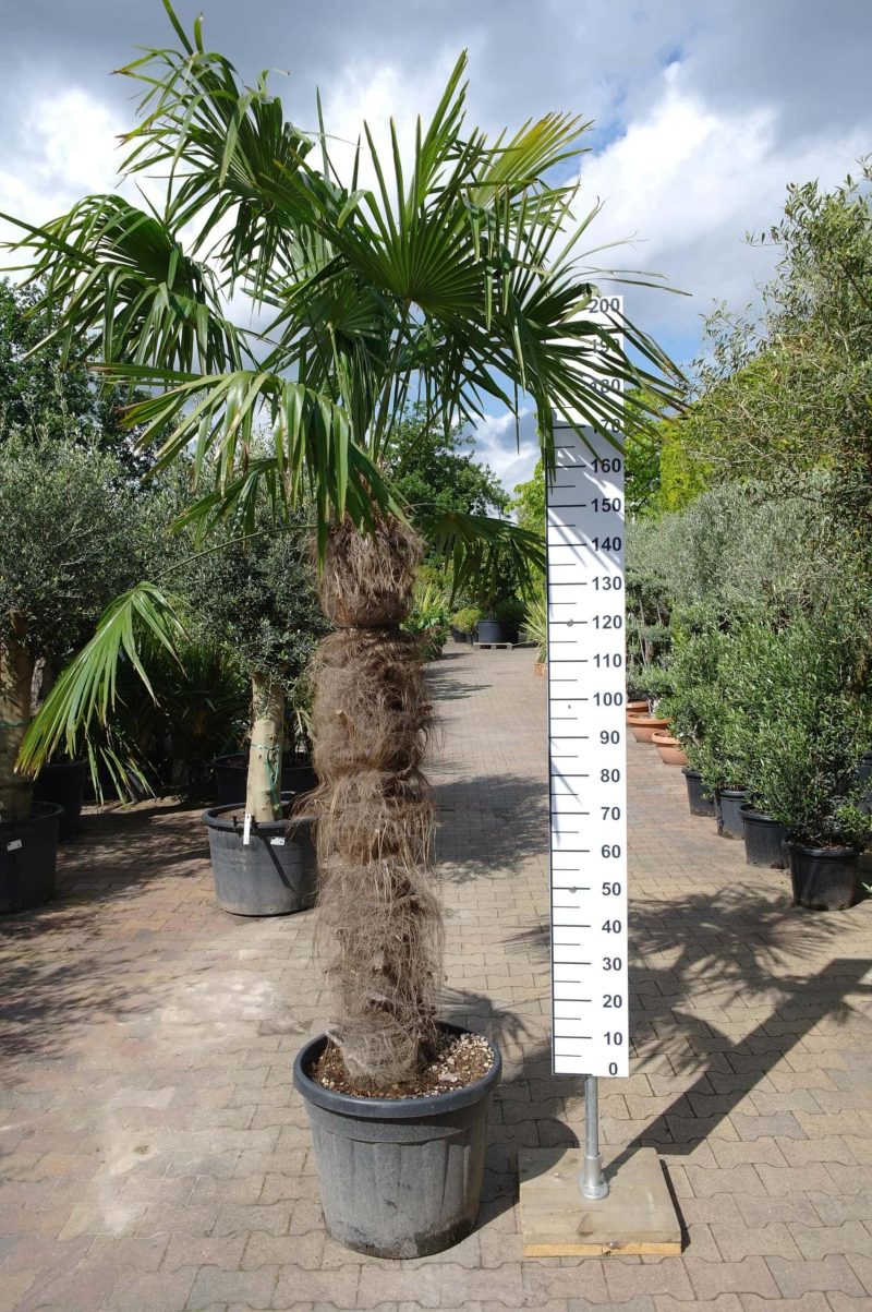 Palmboom Trachycarpus Fortunei (stam 140-150 cm)