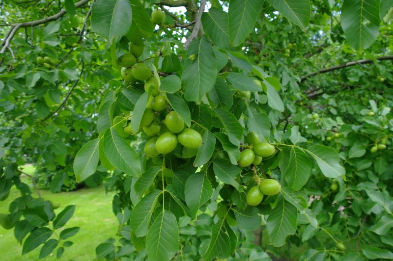 Juglans Regia - walnoot halfstam