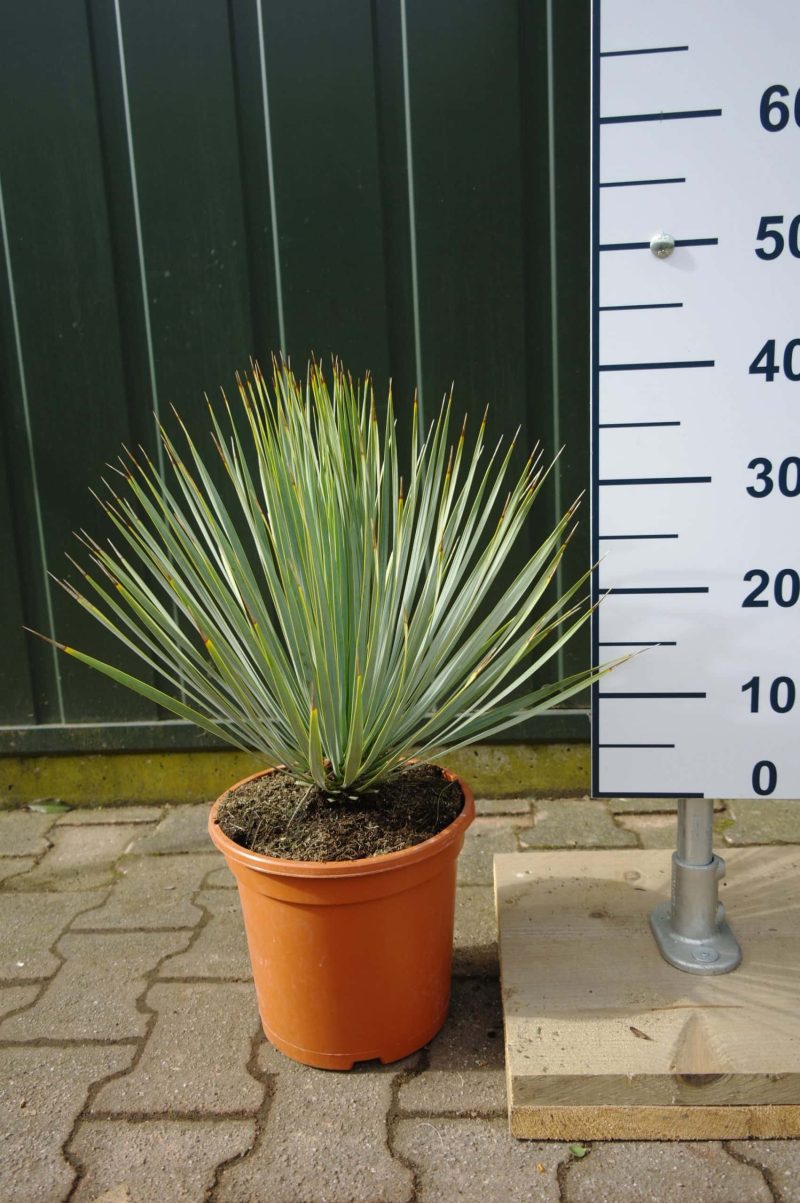 Yucca Rostrata 'Blue Swan'