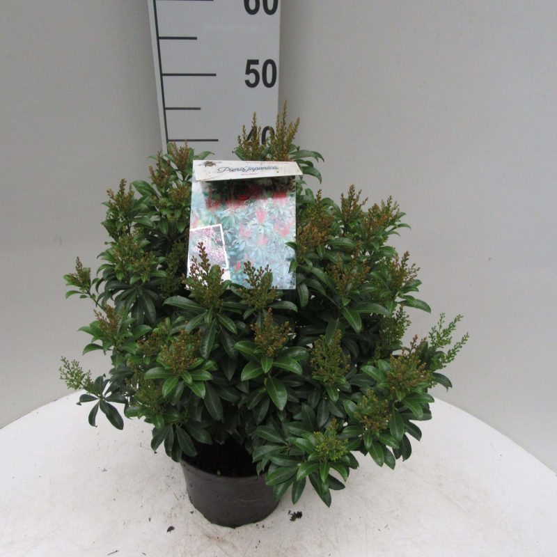 Pieris 'Bonfire'