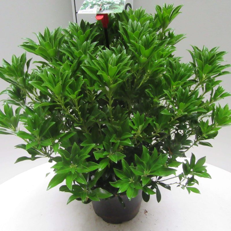 Pieris 'Purity'