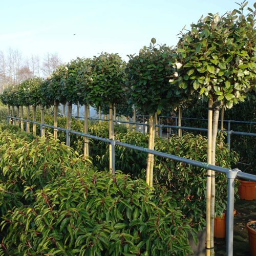 Elaeagnus Ebbingei compacta op stam 130-140 cm