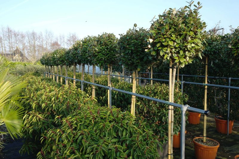 Elaeagnus Ebbingei compacta op stam 130-140 cm