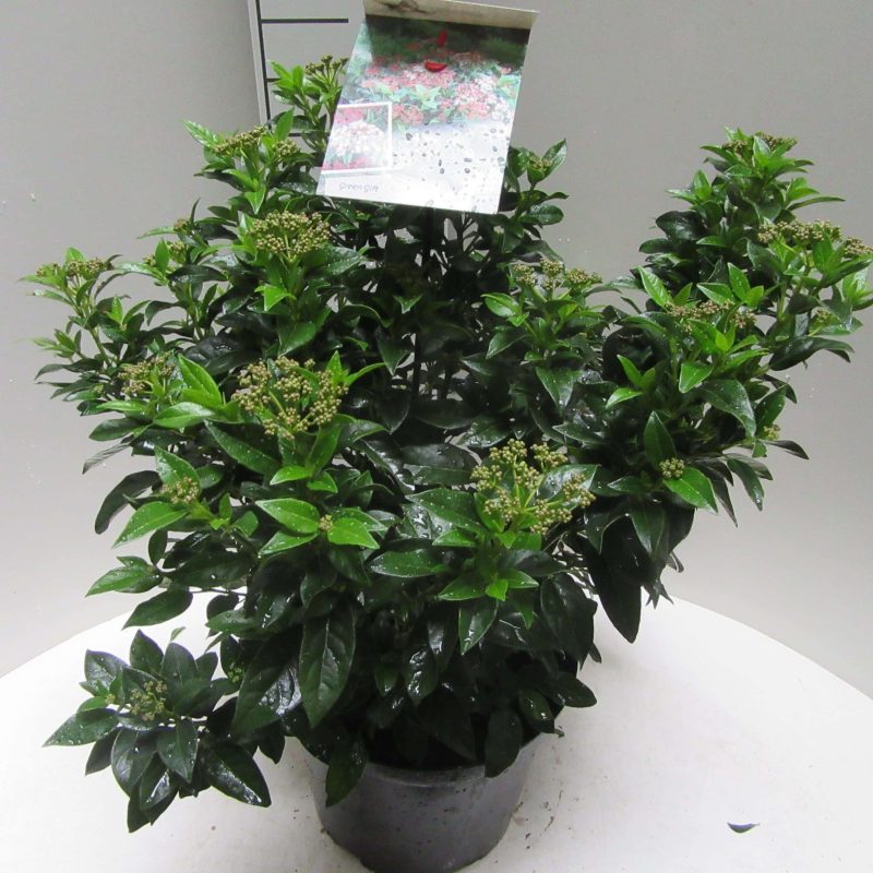 Viburnum Tinus