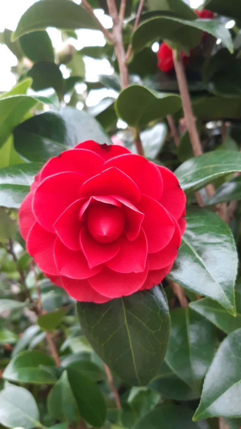 Camellia Japonica Black Lace - rood