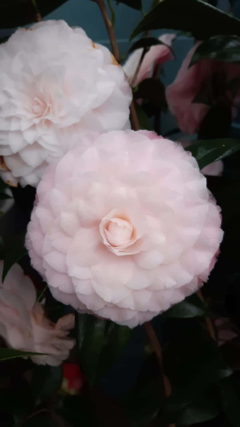 Camellia Japonica 'Nuccio's Pearl' - roze
