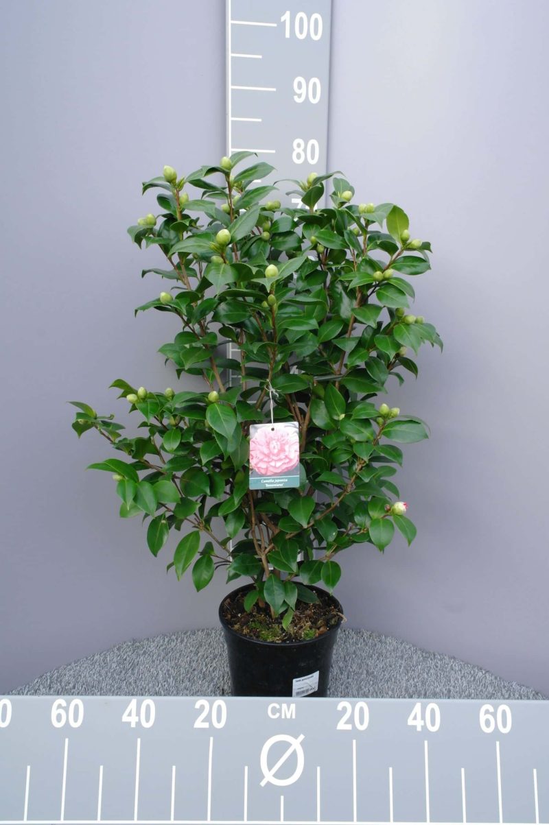Camellia Japonica 'Bonomiana' - roze