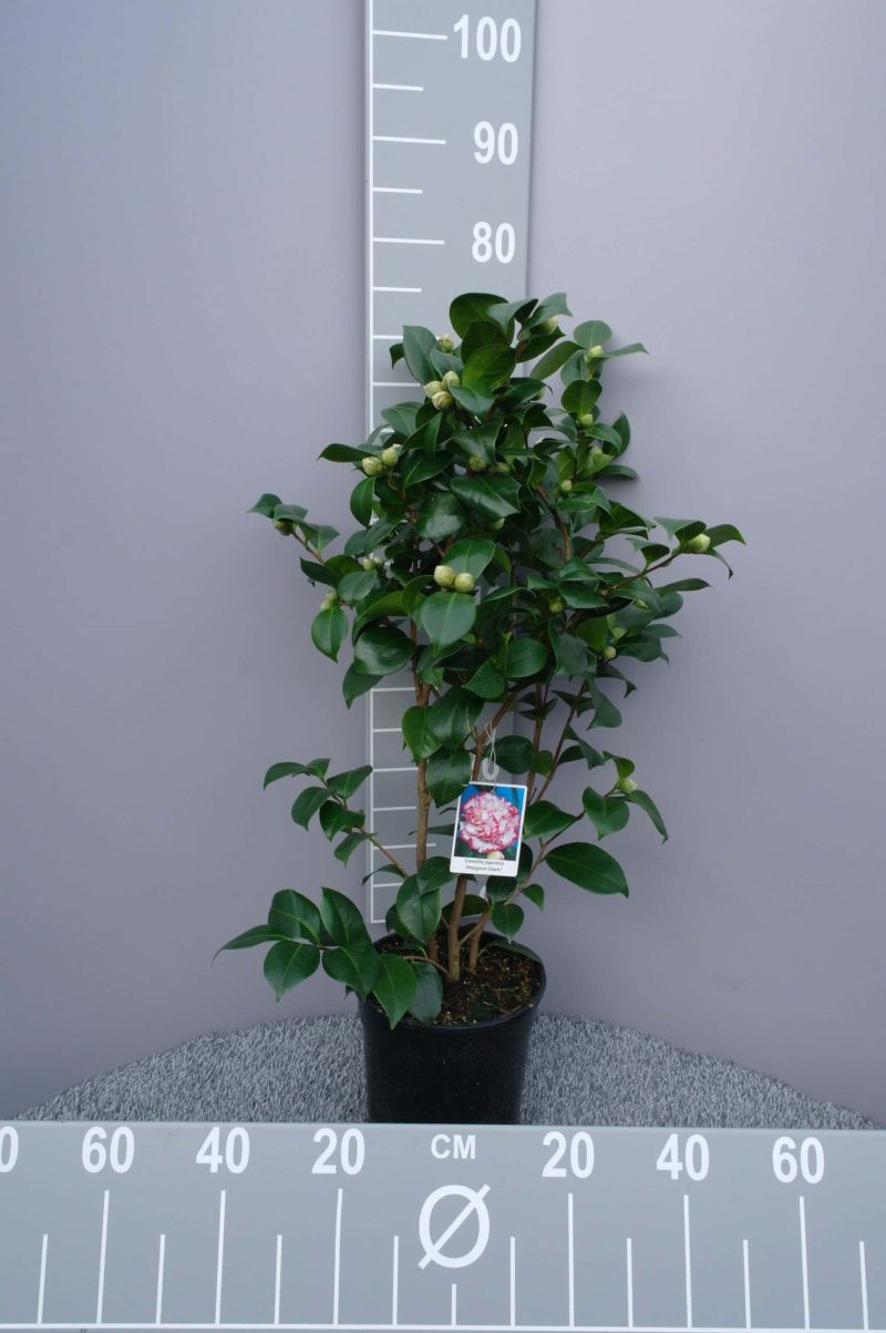Camellia Japonica 'General Coletti' - rood-wit