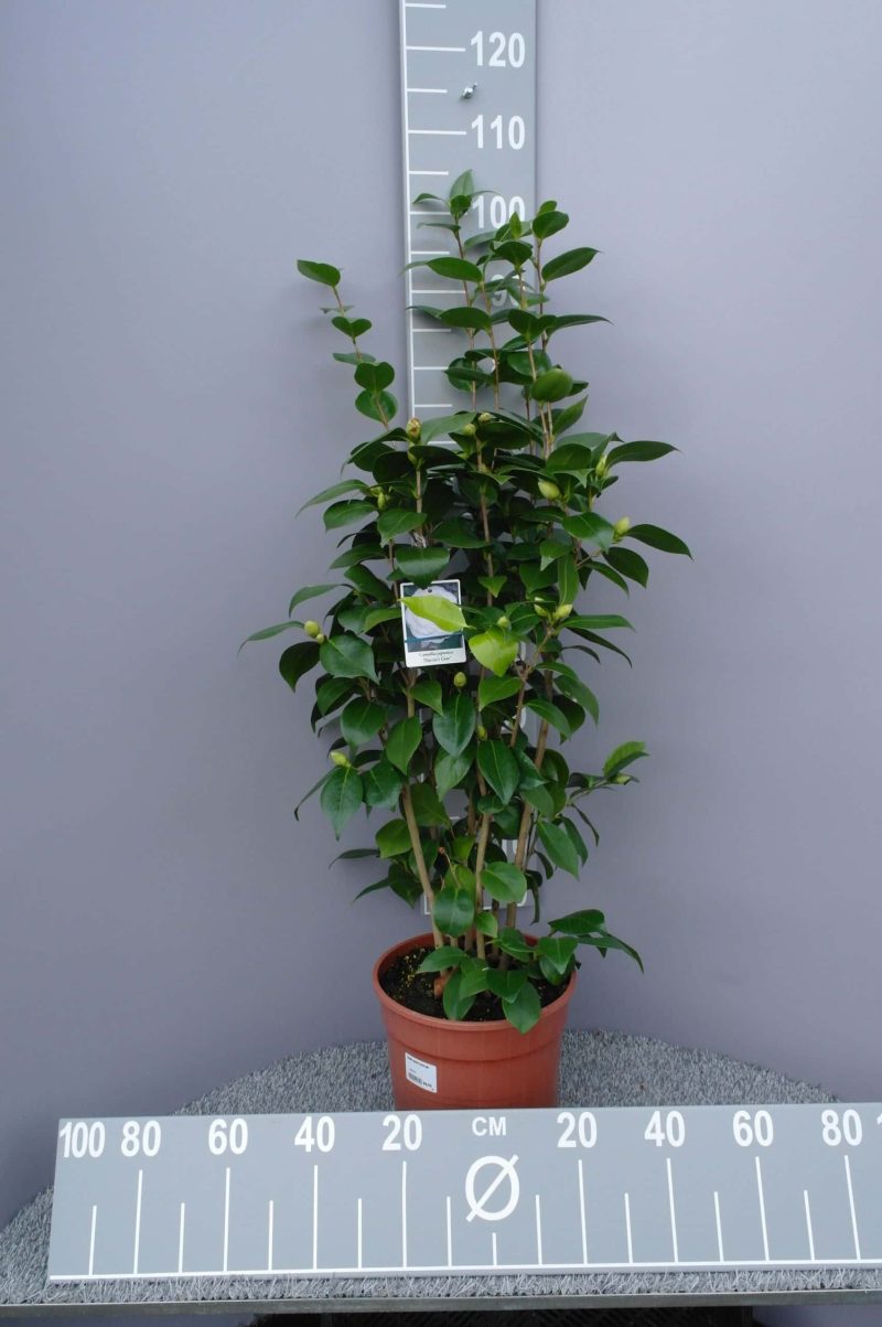 Camellia Japonica 'Nuccio's Gem'