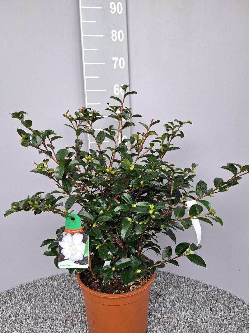 Camellia Sasanqua 'Hina Yuki'