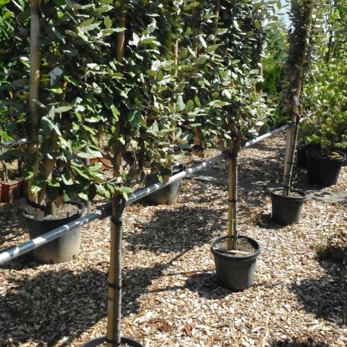 Elaeagnus Ebbingei leirek op stam