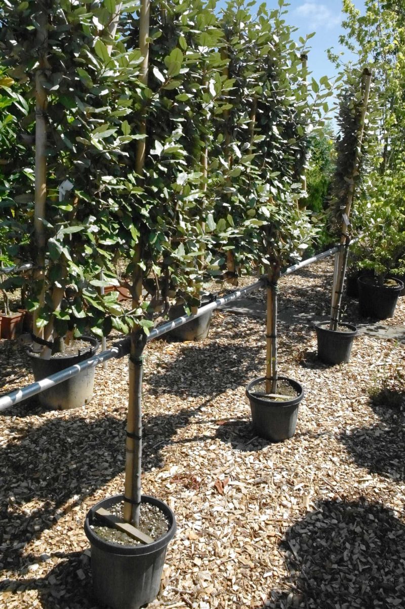 Elaeagnus Ebbingei leirek op stam