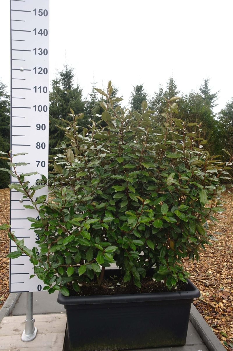 Elaeagnus Ebbingei in bak - terras afscheiding