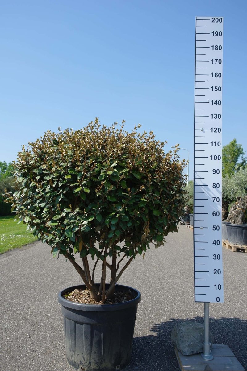 Elaeagnus Ebbingei compacta multistam