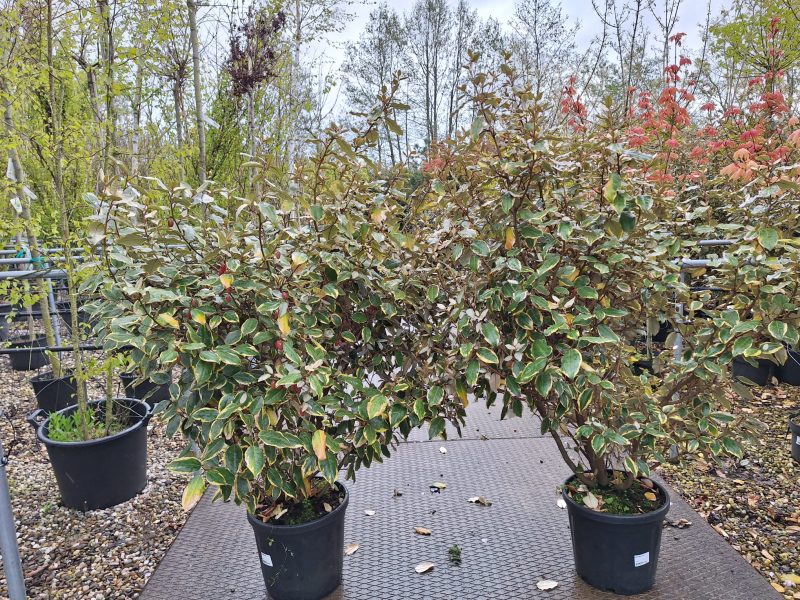 Elaeagnus Ebbingei 'vivileg'