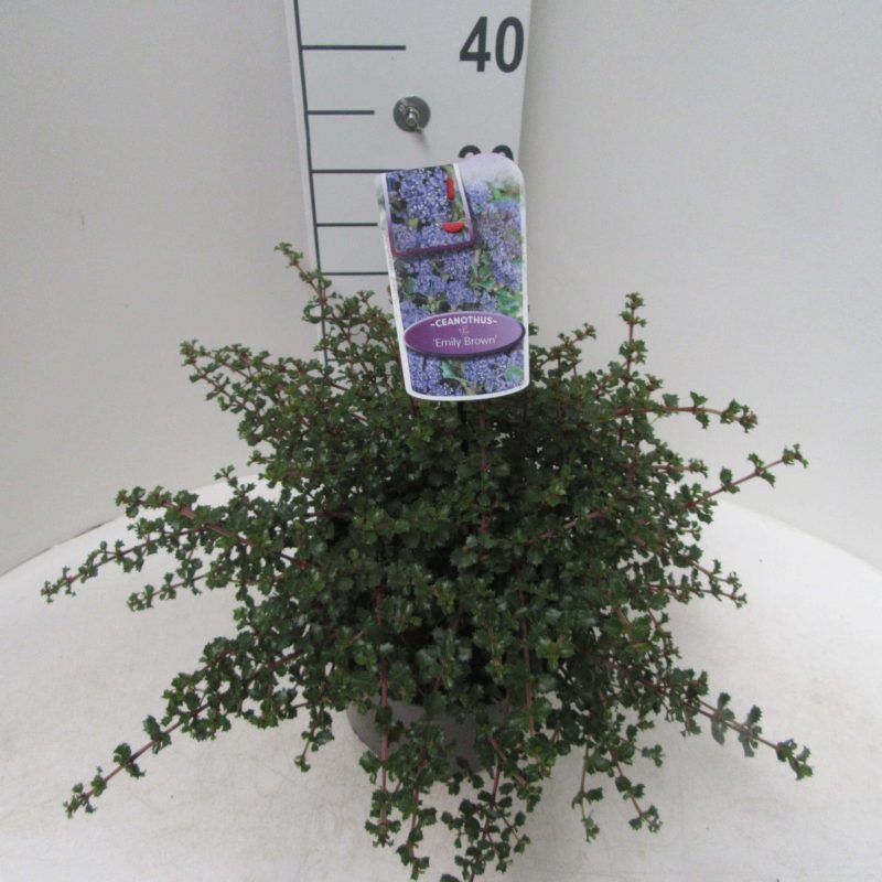 Ceanothus 'Emily Brown'