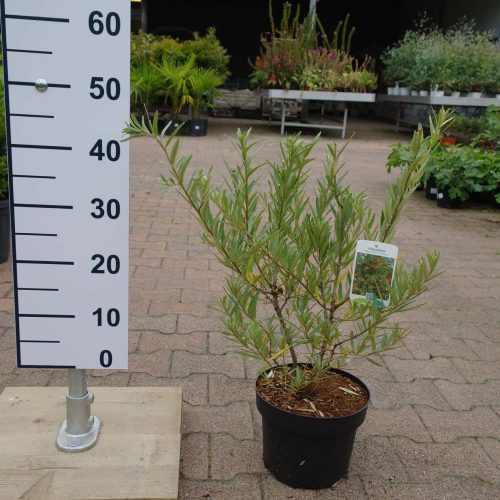 Hippophae Rhamnoides Pollmix (mannelijk)