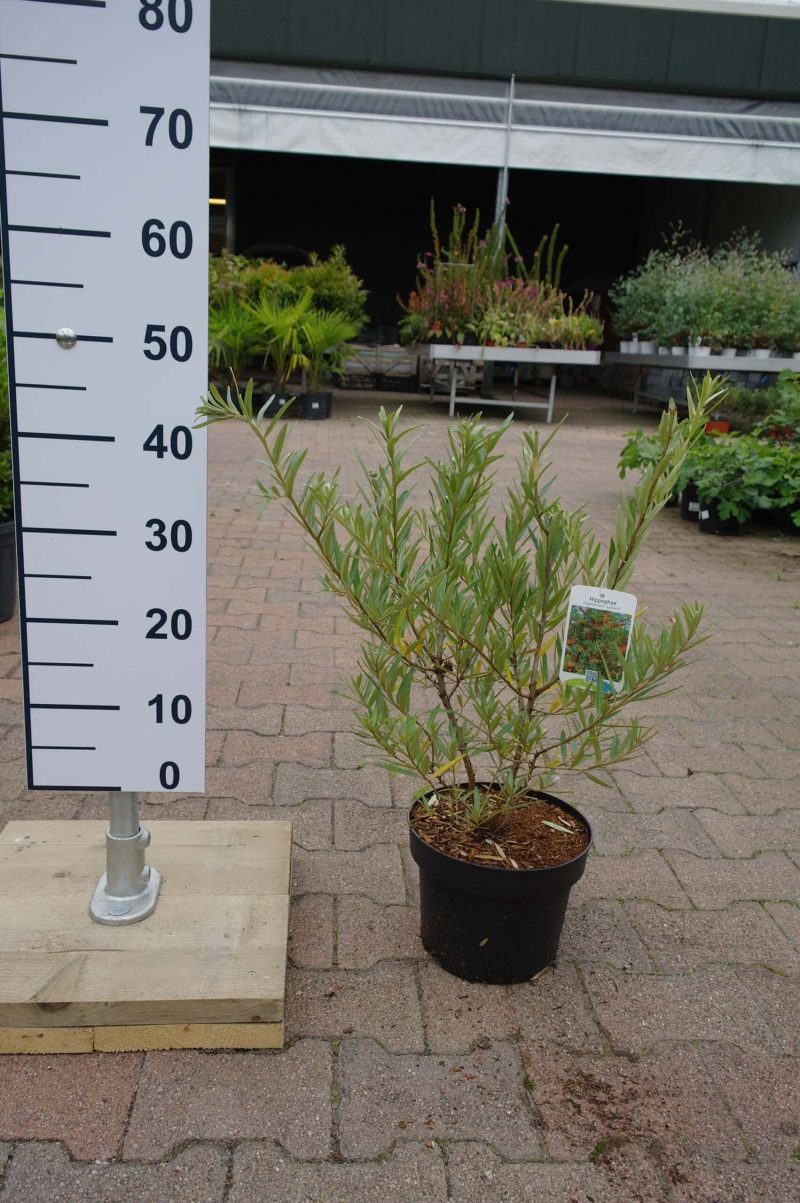 Hippophae Rhamnoides Pollmix (mannelijk)