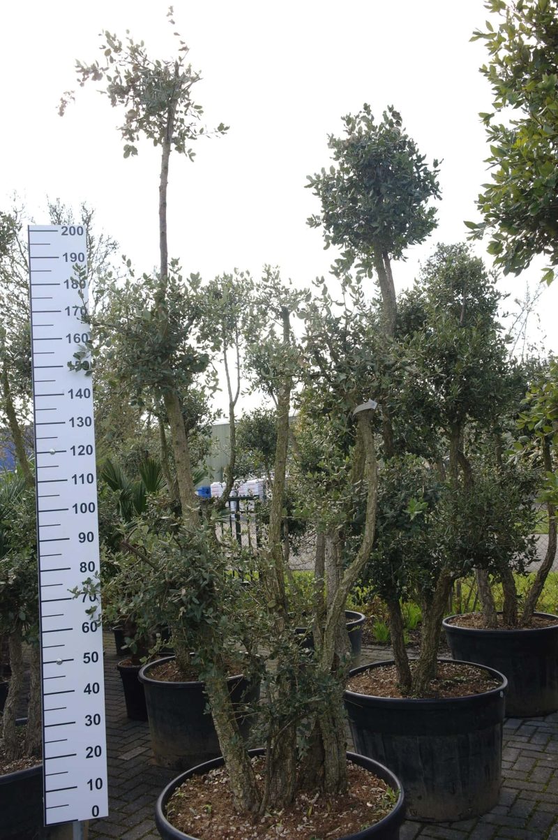 Quercus Subur - Kurkeik meerstammig
