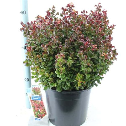 Leucothoe Axillaris 'Curly Red'