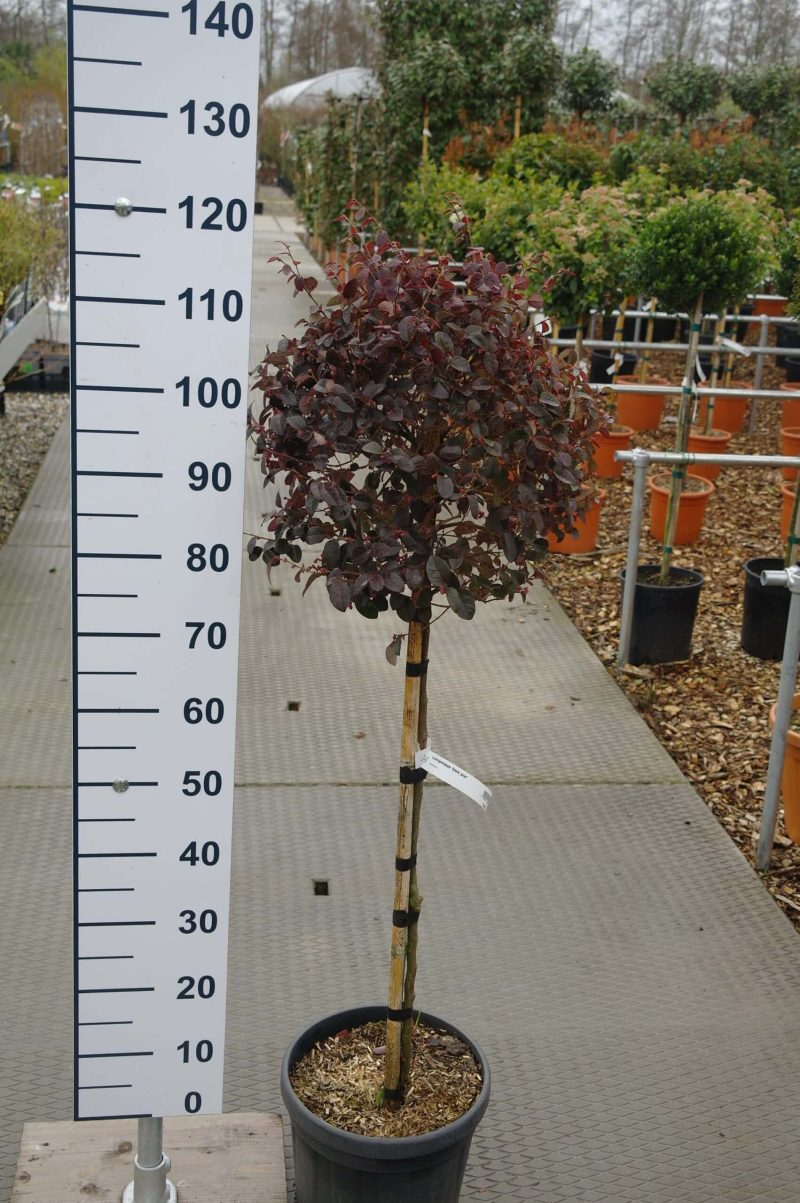 Loropetalum Chinense 'Black Pearl' bol op stam