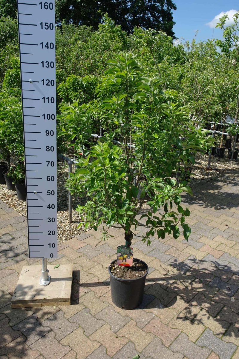 Malus nano dwergappel klein