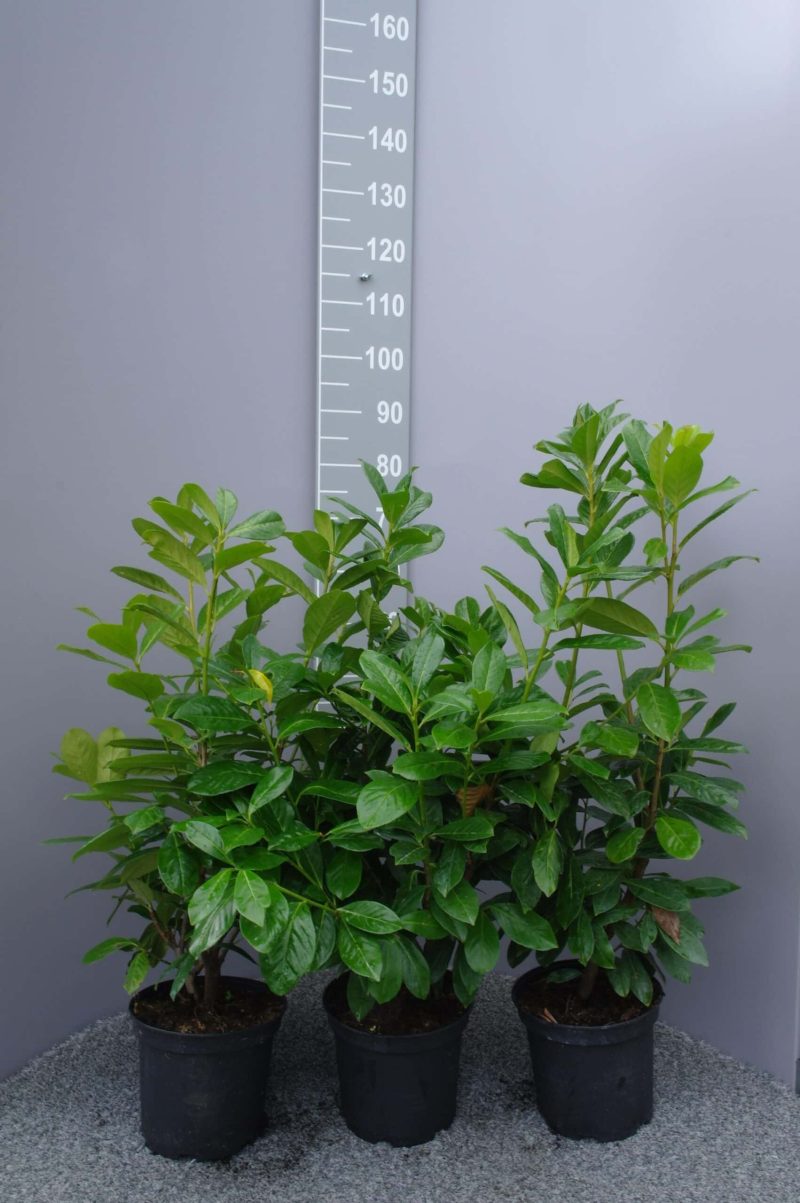 Prunus Laurocerasus Novita