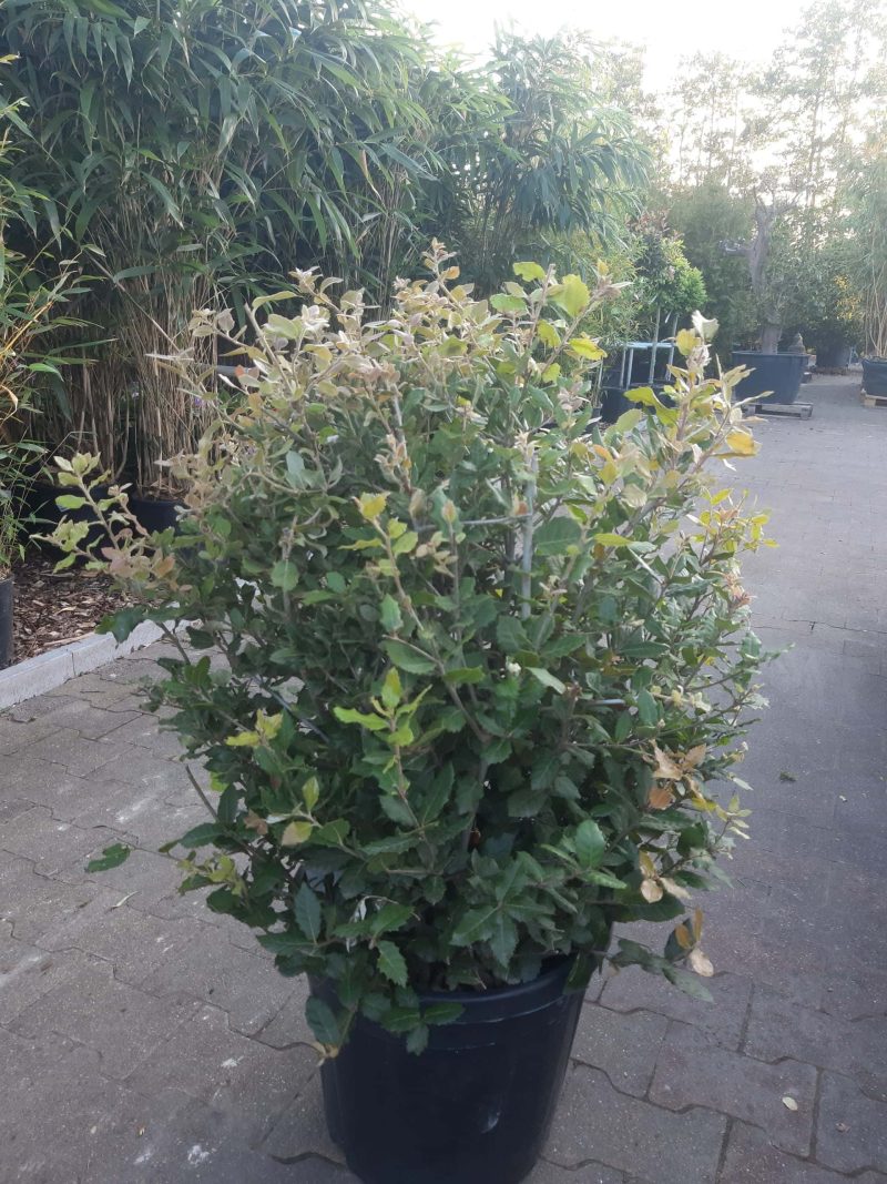 Quercus ilex